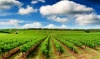 Виногадарско-винодельческая отрасль идет по пути решения проблем
