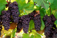 Представители  общественных организаций виноградо-винодельческой отрасли объединились
